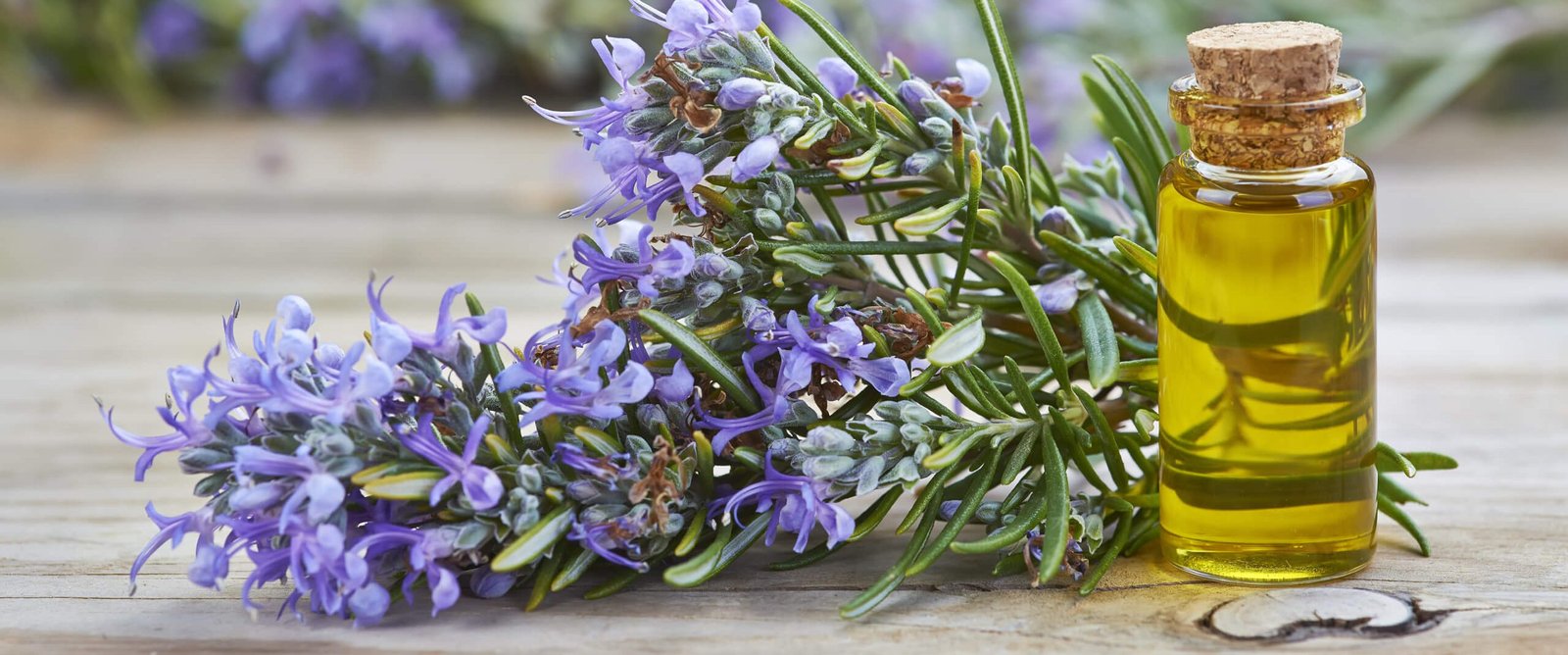 Rosemary Essential Oil