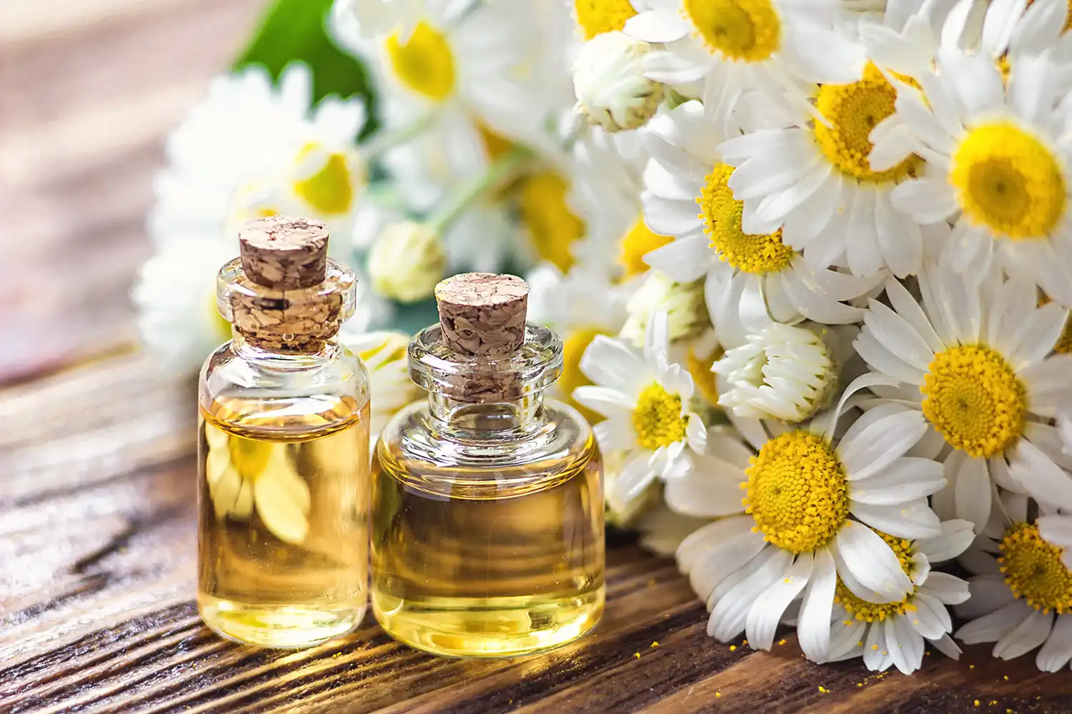 Chamomile Essential Oil