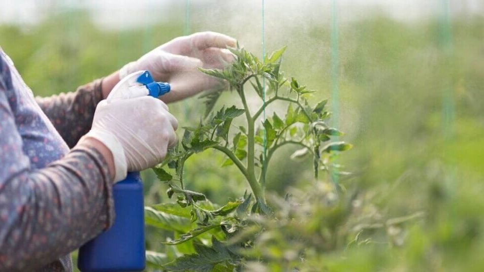 How To Use Peppermint Oil For Garden Pests?